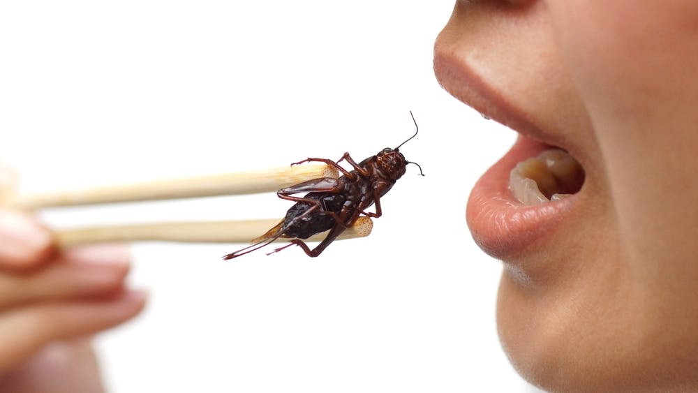 Insecten eten