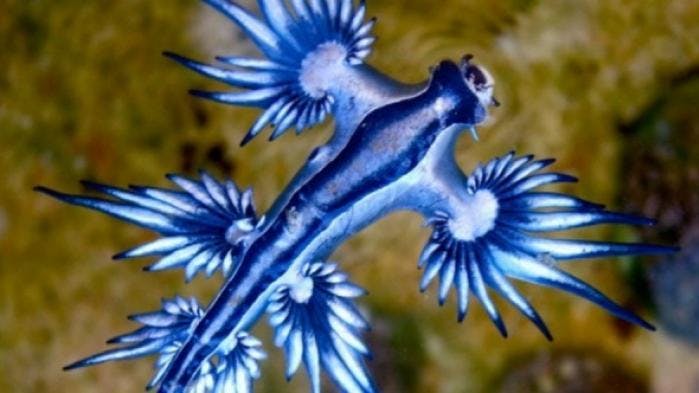Blue dragon vreemde dieren