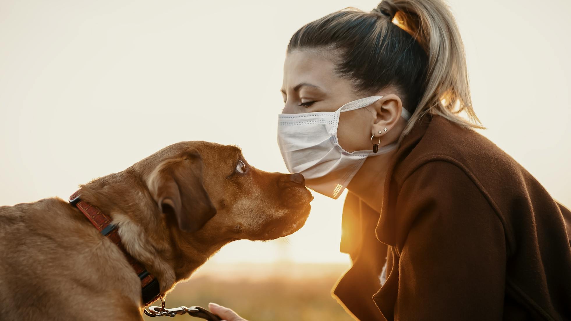 Corona dieren hond