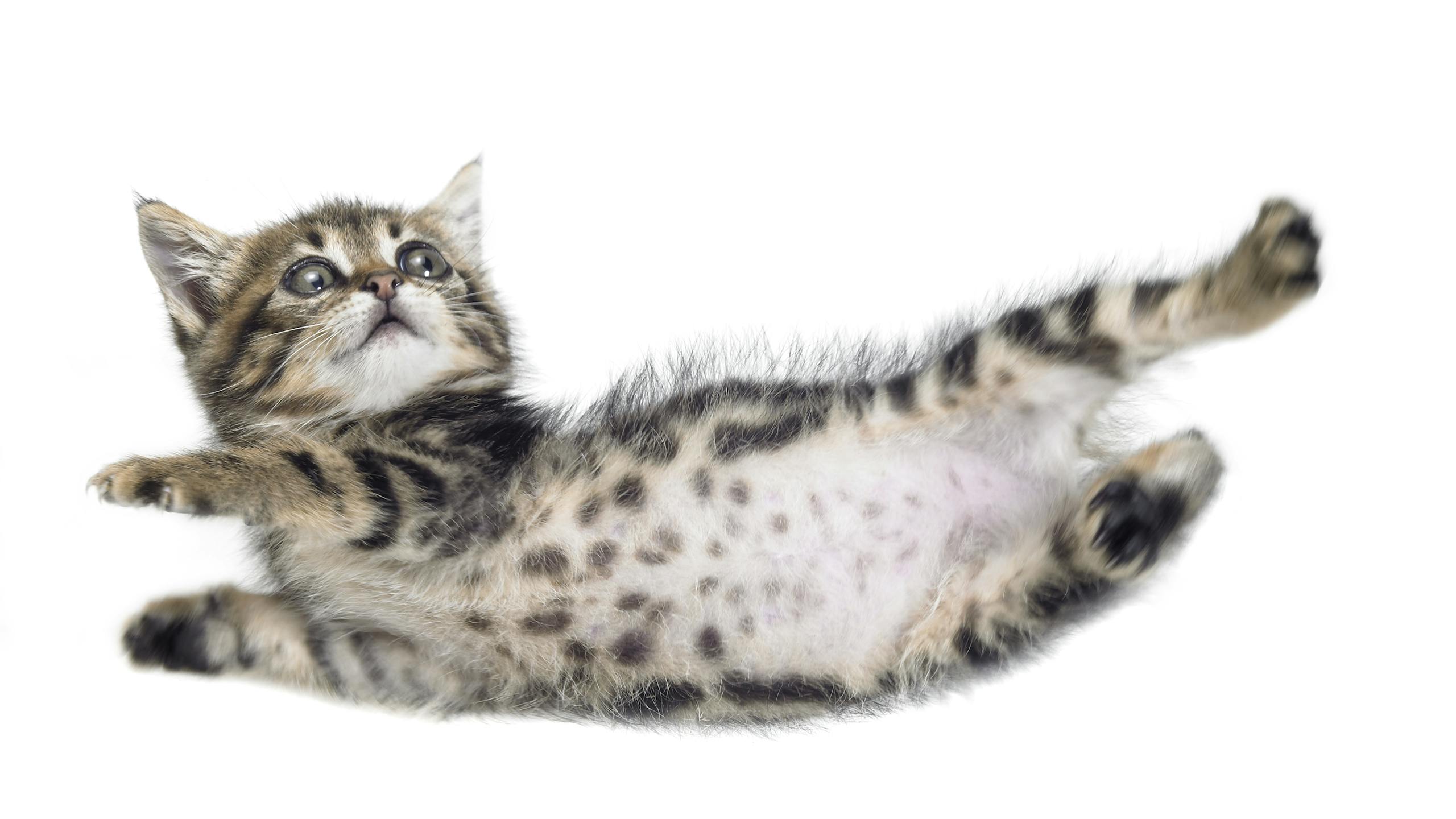 Kitten