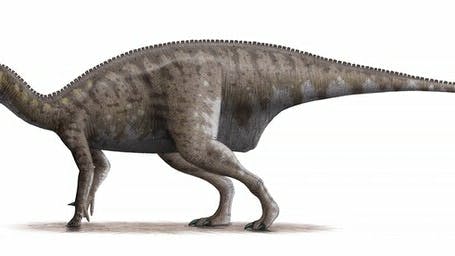 Mantellisaurus c isteveoc 86 commons wikimedia org