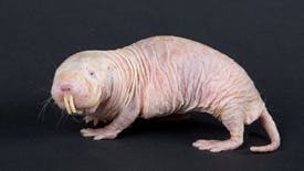 Naakte molrat