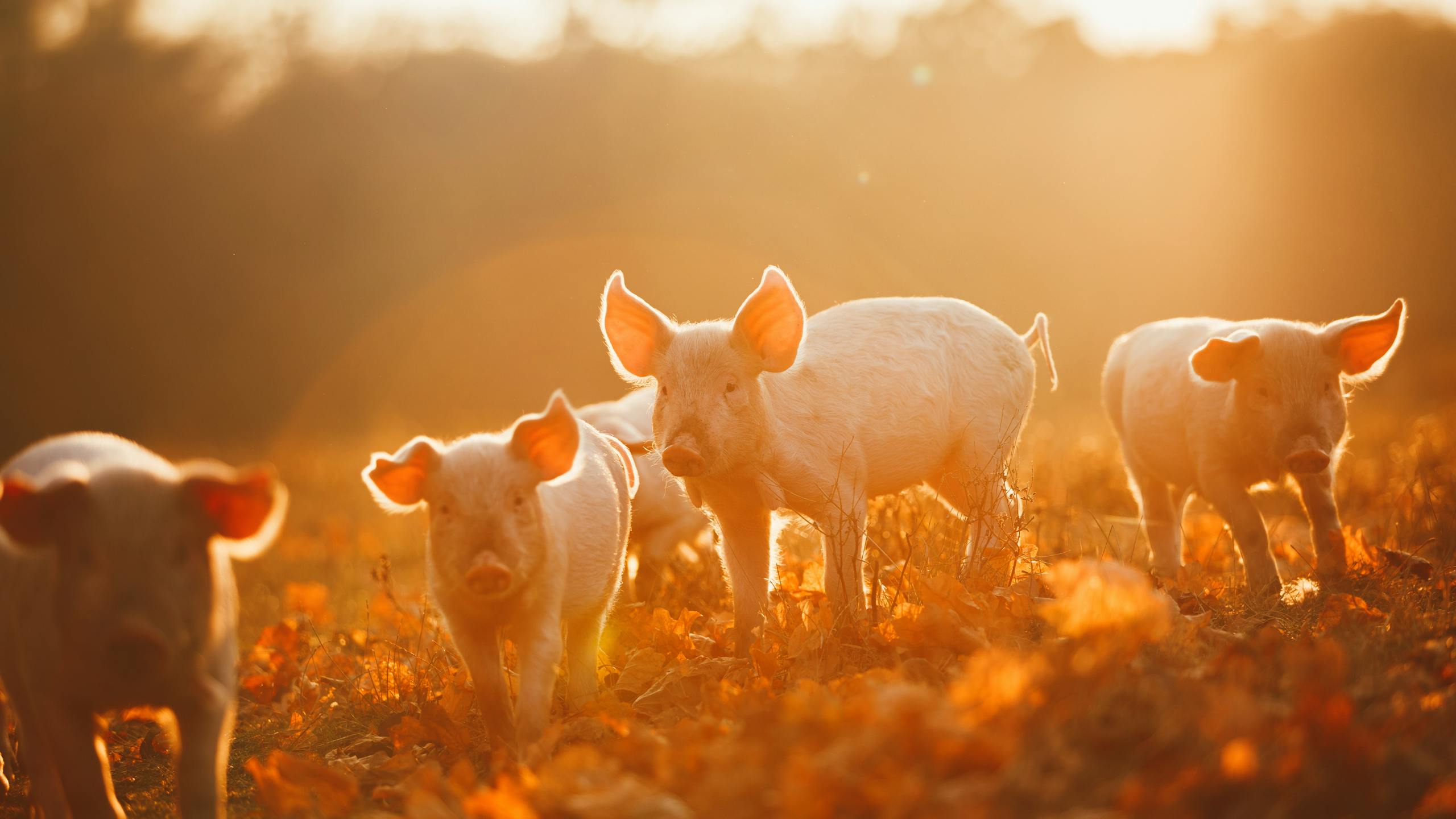 Piggy3