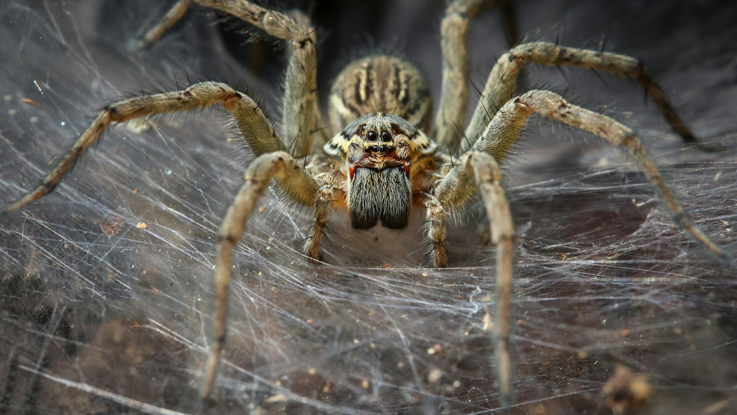 Spider
