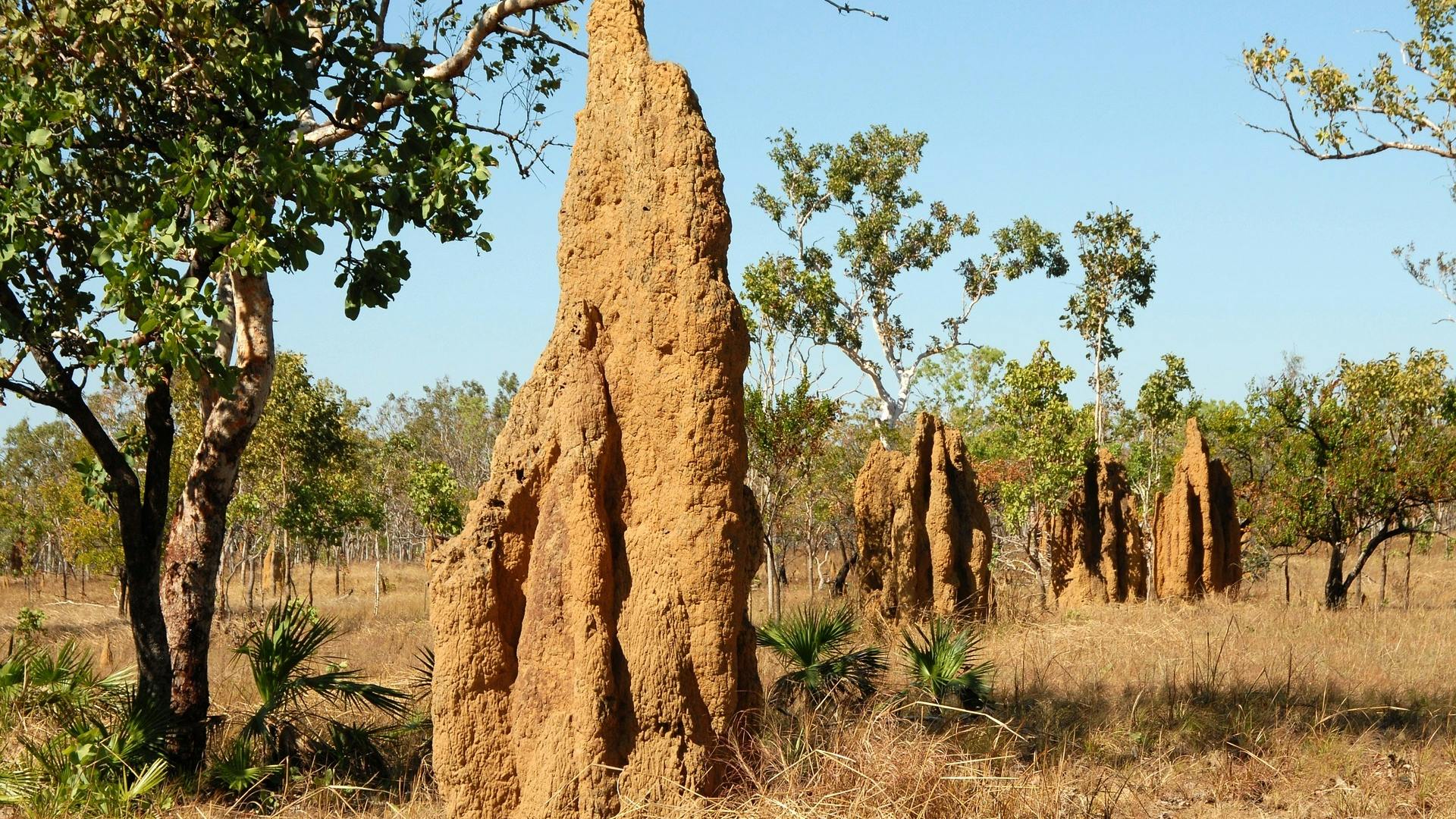 Termite hill