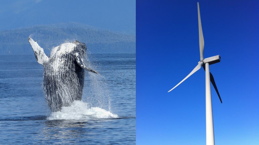 Walvis windturbine