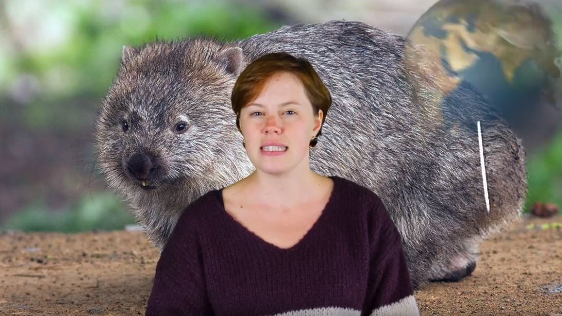 Wombat