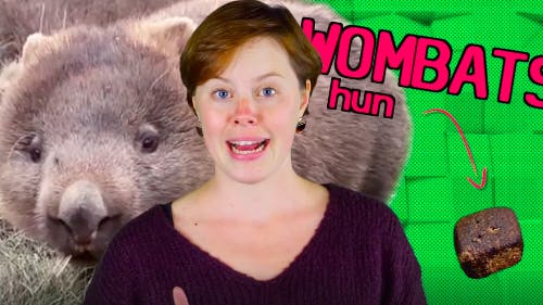 Wombat2